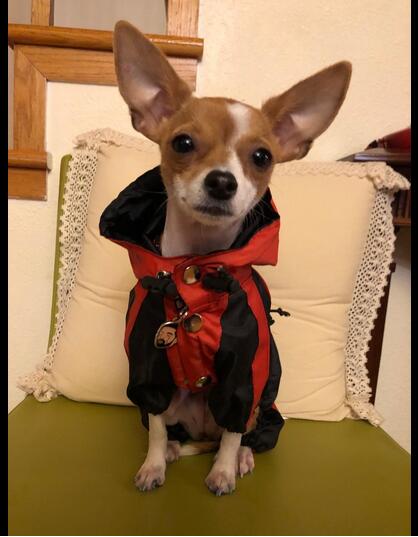 lovelonglong Dog Raincoat
