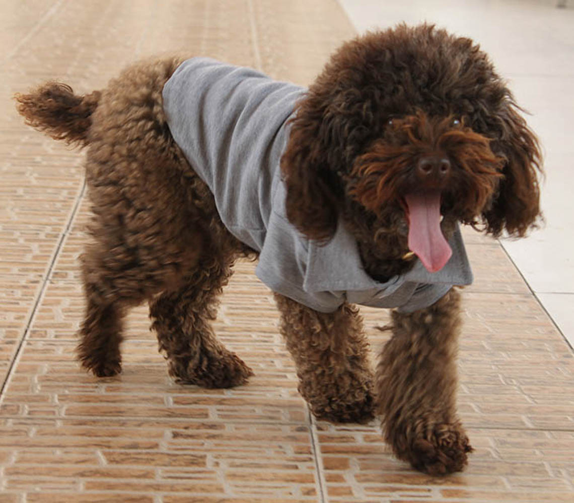 POLO for Large & Small Dogs 11 Color