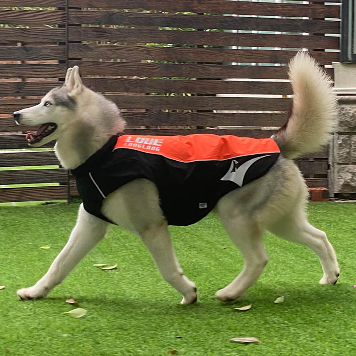 Waterproof Windproof Dog Jacket