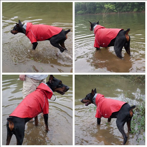 Premium Waterproof Dog Raincoat