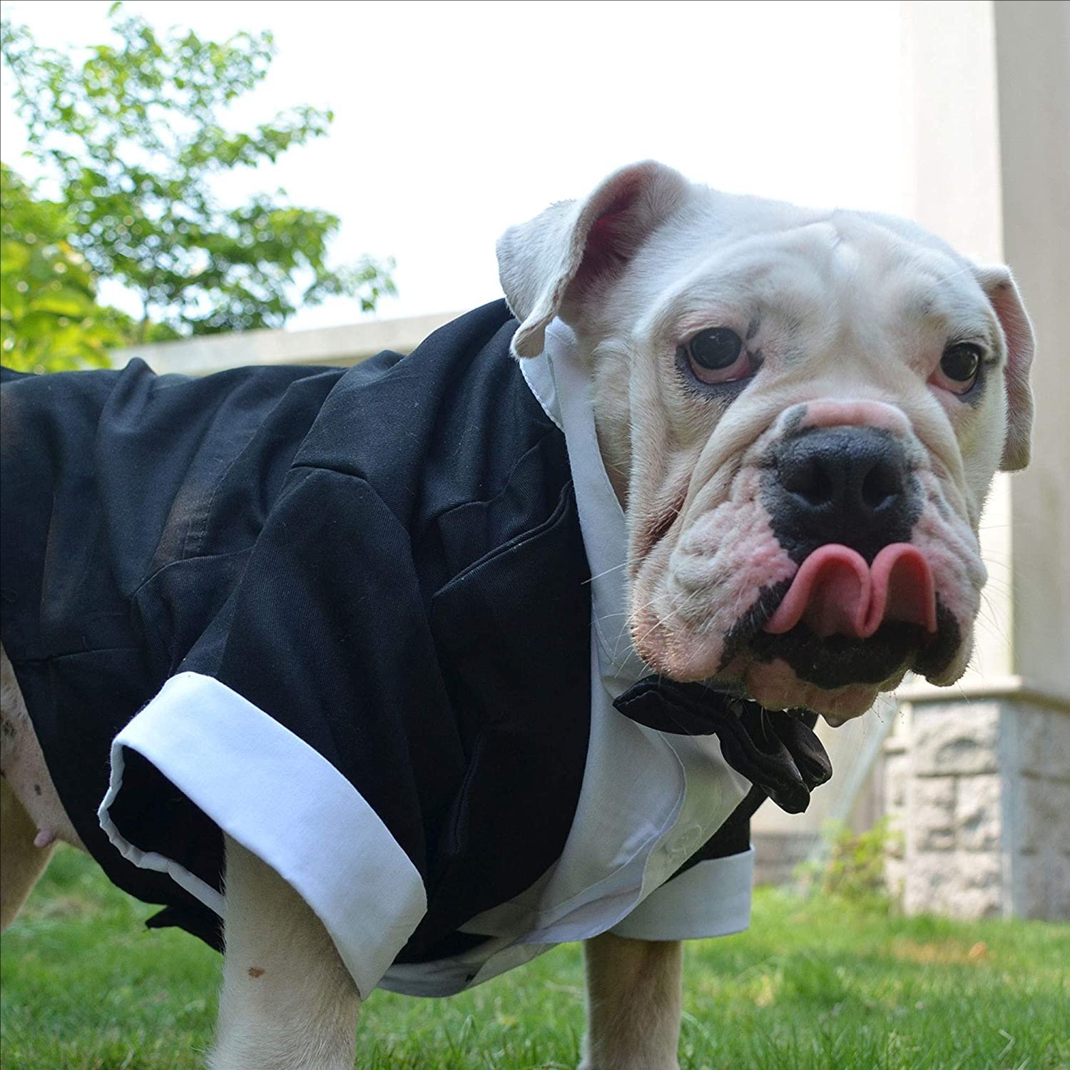 Dog Products wholesale Wedding tuxedo