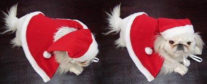 Amice with hat