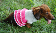 Sleeve Tutu Dress