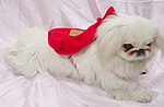 Small Dog's carries bag