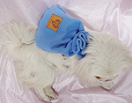Small Dog's carries bag