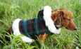 Christmas hood Coat