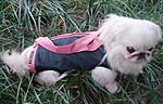 Pink Trim. Navy Denim Carrier