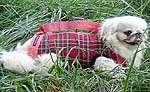 Red Plaid Dog Carrier